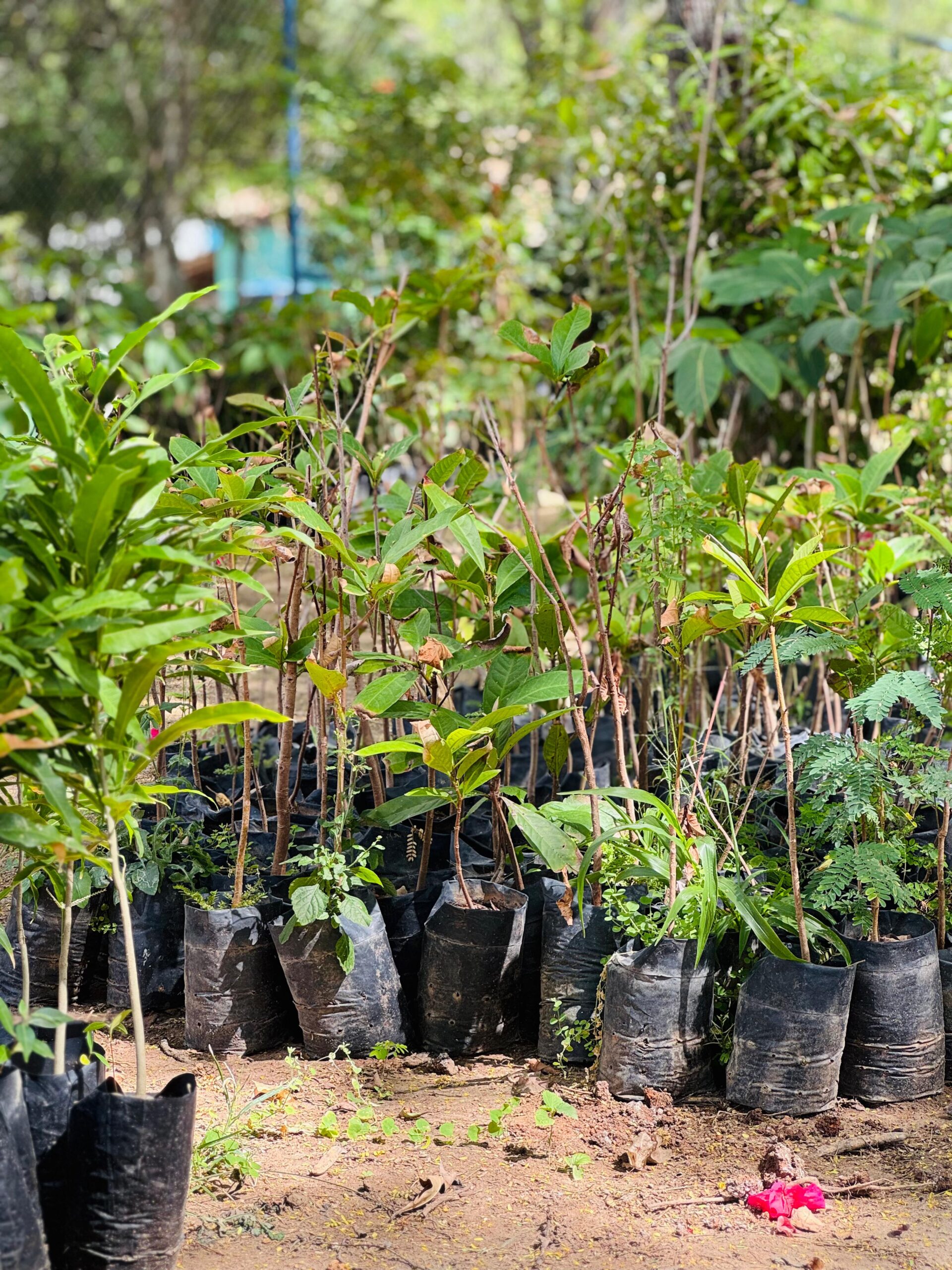 Projeto Arboriza Belo Jardim ultrapassa a marca de cinco mil mudas plantadas em quatro anos