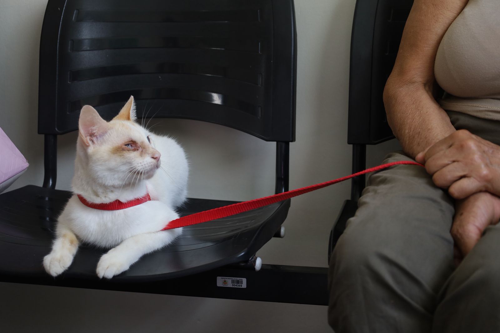 Prefeitura de Belo Jardim realiza primeiro mutirão de castração do ano com felinos